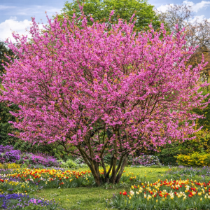 Judášovec strukový (Cercis Siliquastrum) - výška 150-180 cm, kont. C35L (-18°C)